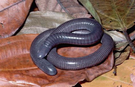  Caecilian - Can this Legless Amphibian Really Smell Underwater?!