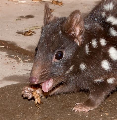  Quoll! This Tiny Carnivore With Powerful Jaws Roams Australia, Demonstrating Remarkable Adaptability