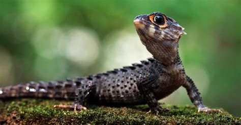  Skink! A Small Lizard That Hides in Plain Sight