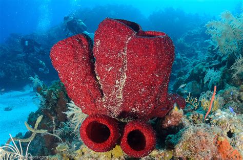  Strawberry Vase Sponges: Can These Vibrant Underwater Creations Brighten Your Day?